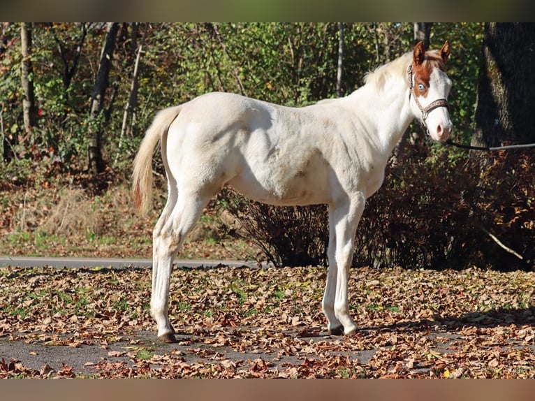 American Paint Horse Stallion 1 year 14,2 hh Overo-all-colors in Hellenthal