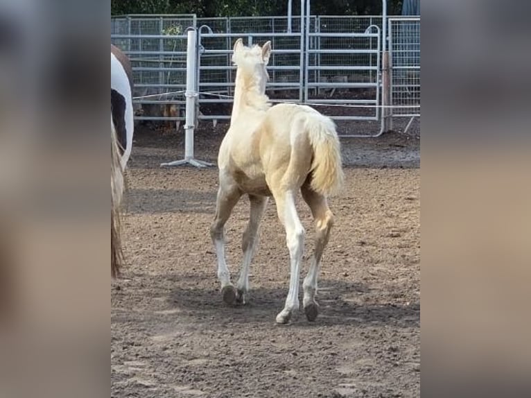 American Paint Horse Stallion 1 year 14,2 hh Perlino in Mansfeld