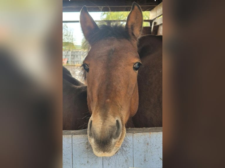 American Paint Horse Stallion 1 year 14,3 hh Brown in Suhlendorf