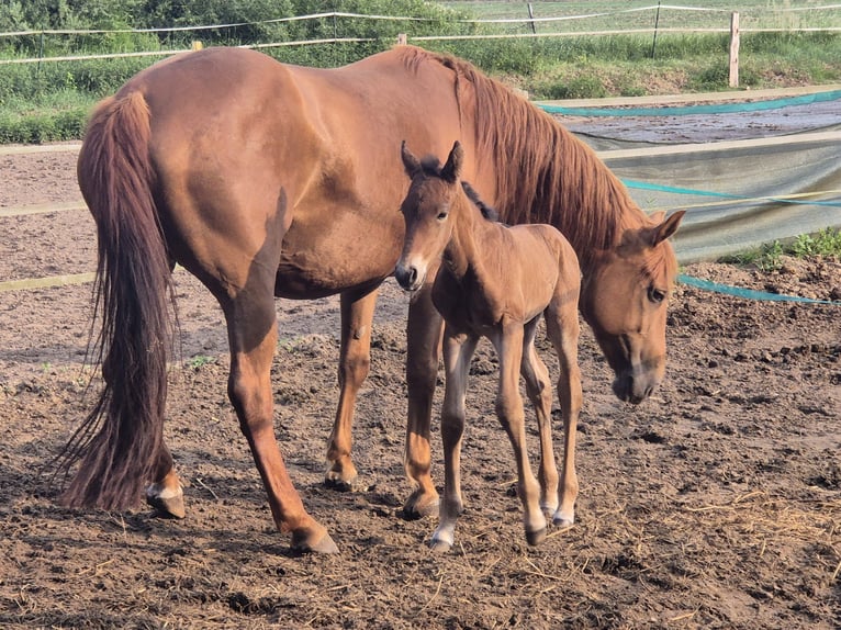 American Paint Horse Stallion 1 year 14,3 hh Brown in Suhlendorf