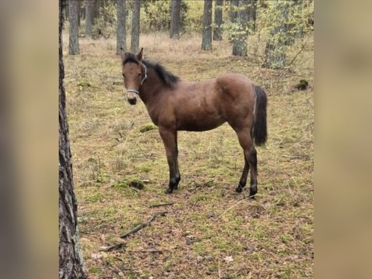 American Paint Horse Stallion 1 year 14,3 hh Brown in Suhlendorf