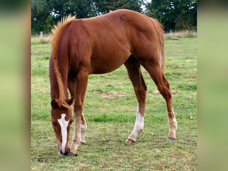 American Paint Horse Stallion 1 year 14,3 hh Chestnut-Red in Velpke