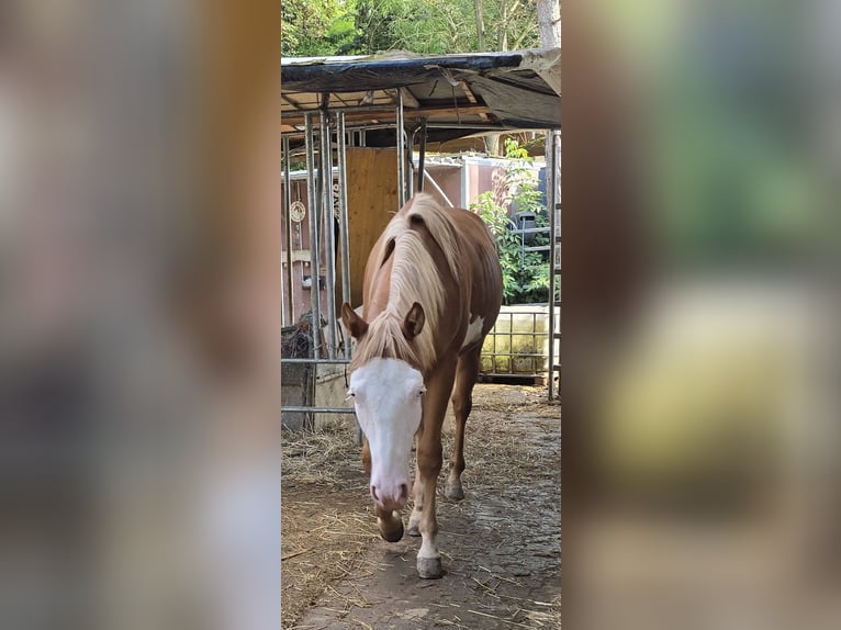 American Paint Horse Stallion 1 year 14,3 hh Chestnut-Red in Kraichtal