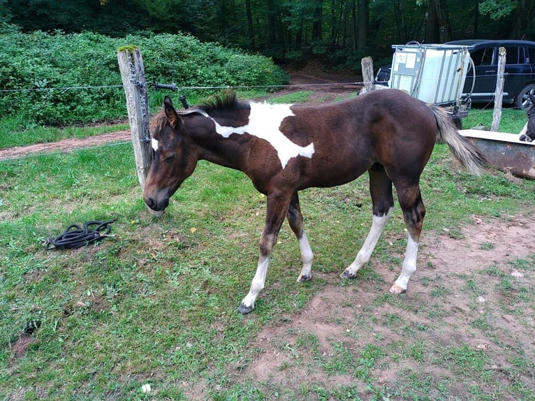 American Paint Horse Stallion 1 year 14,3 hh Pinto in Kehl