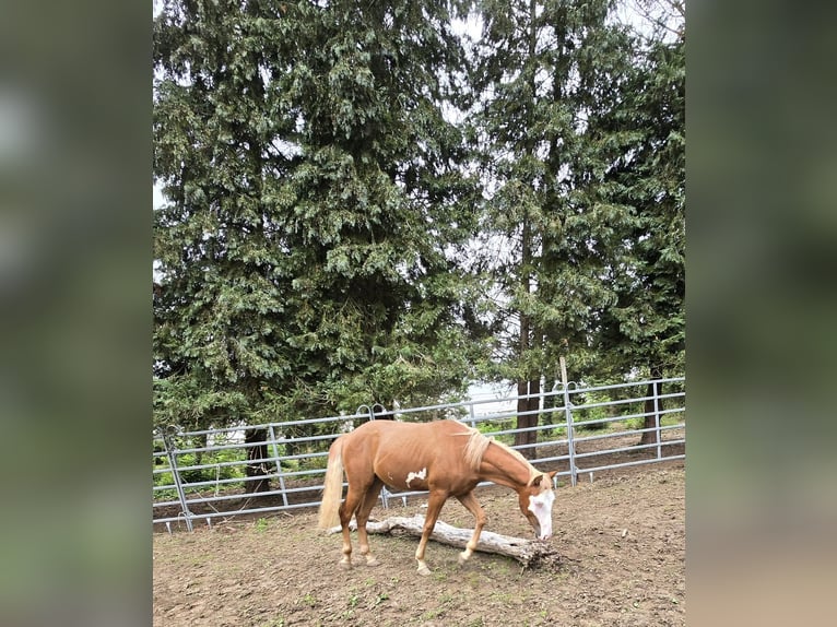 American Paint Horse Stallion 1 year 14,3 hh Pinto in Kraichtal