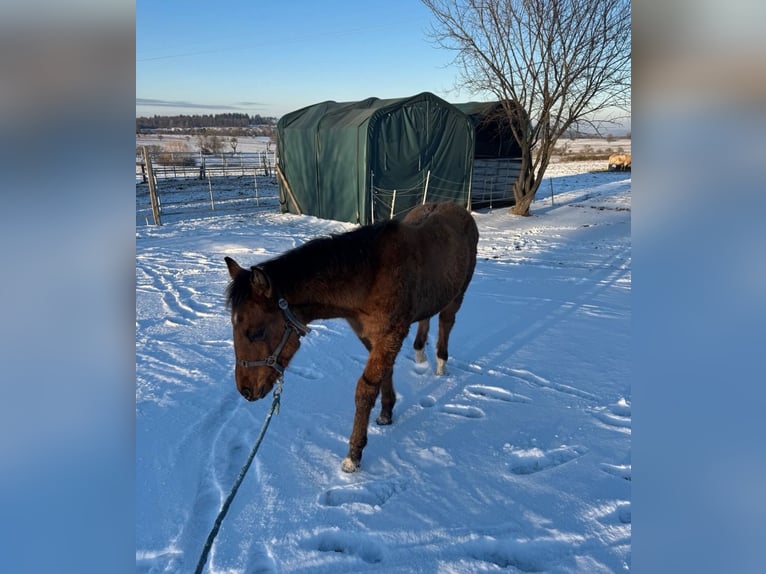 American Paint Horse Stallion 1 year 14,3 hh  in Straubenhardt