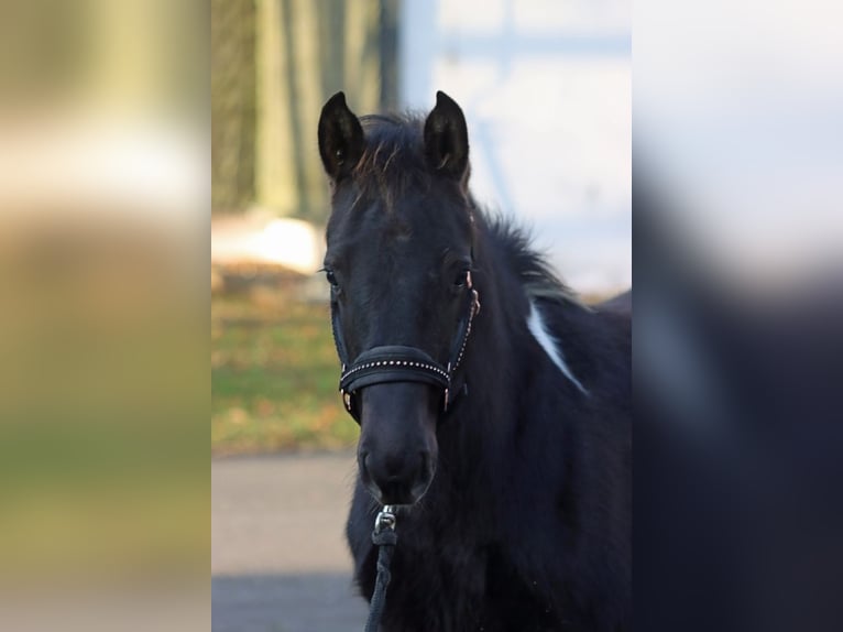 American Paint Horse Stallion 1 year 14,3 hh Tobiano-all-colors in Hellenthal