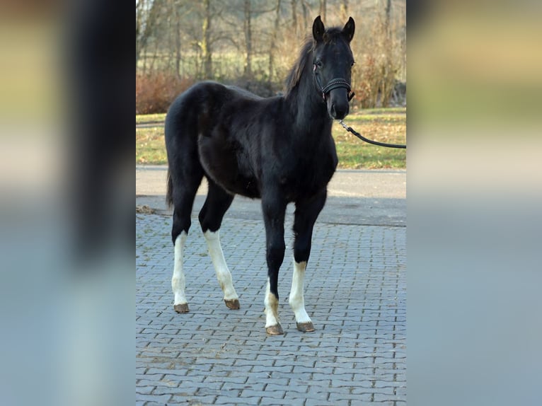 American Paint Horse Stallion 1 year 14,3 hh Tobiano-all-colors in Hellenthal