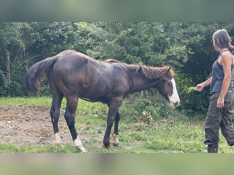 American Paint Horse Stallion 1 year 15.1 hh Black in Opi
