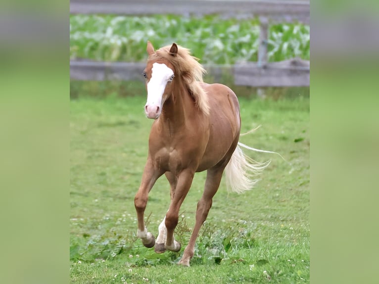 American Paint Horse Stallion 1 year 15.1 hh Chestnut-Red in Taufkirchen (Vils)