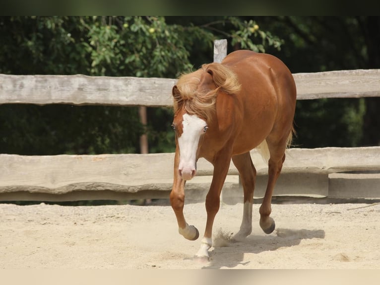 American Paint Horse Stallion 1 year 15.1 hh Chestnut-Red in Taufkirchen (Vils)