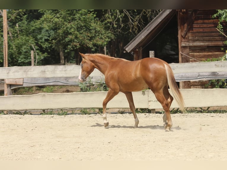 American Paint Horse Stallion 1 year 15.1 hh Chestnut-Red in Taufkirchen (Vils)