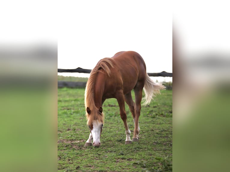 American Paint Horse Stallion 1 year 15.1 hh Chestnut-Red in Taufkirchen (Vils)