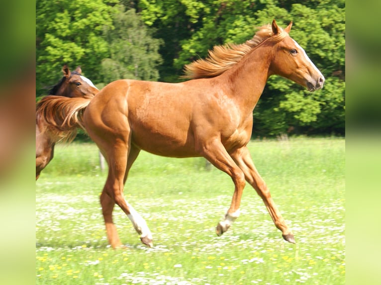 American Paint Horse Stallion 1 year 15.1 hh Chestnut-Red in Velpke