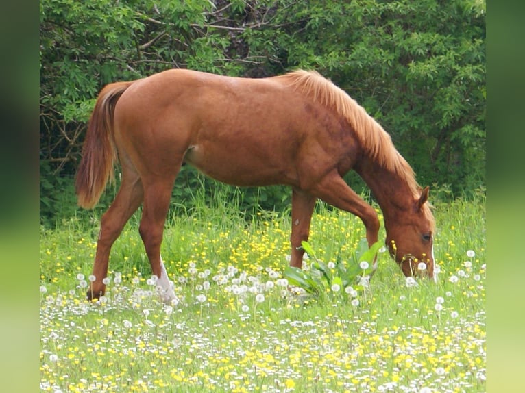 American Paint Horse Stallion 1 year 15.1 hh Chestnut-Red in Velpke