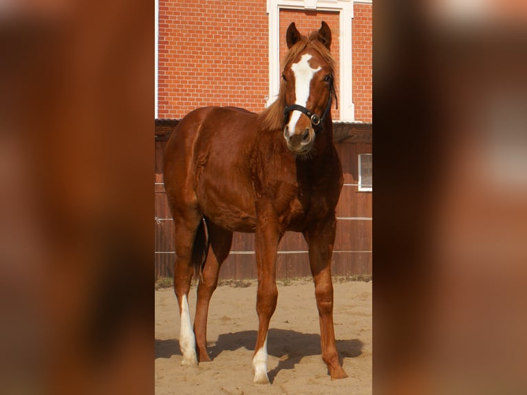 American Paint Horse Stallion 1 year 15.1 hh Chestnut in Velpke