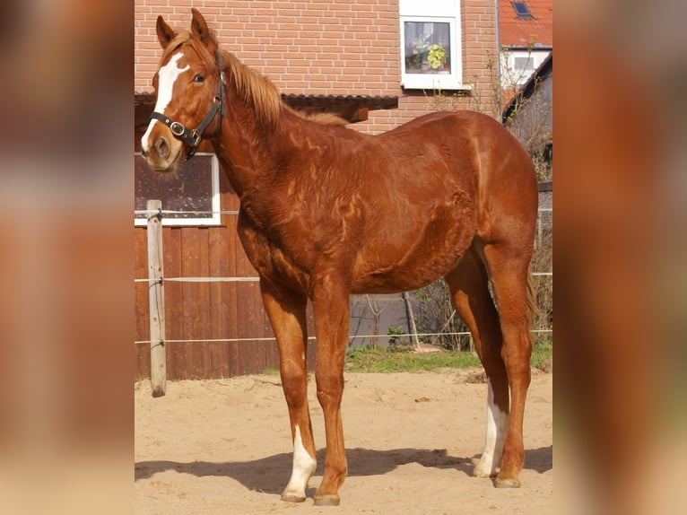 American Paint Horse Stallion 1 year 15.1 hh Chestnut in Velpke
