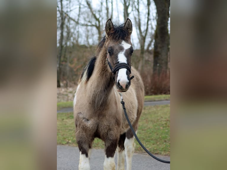 American Paint Horse Stallion 1 year 15.1 hh Grullo in Hellenthal