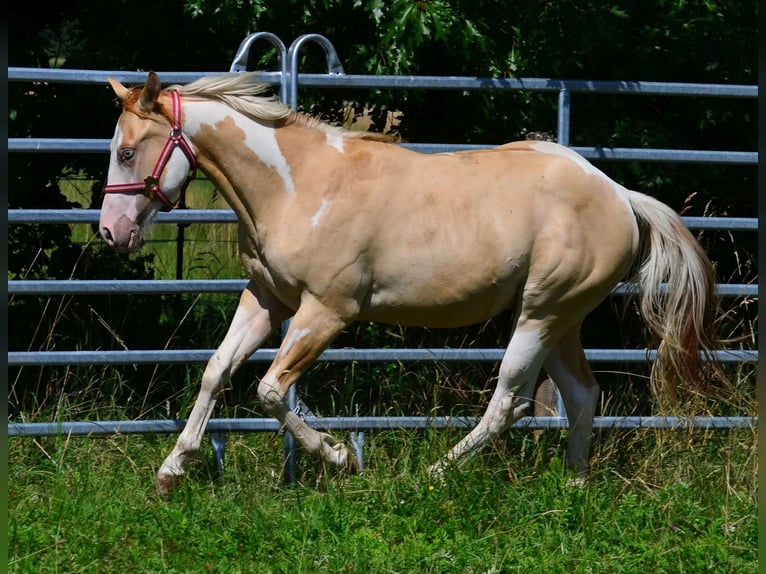 American Paint Horse Stallion 1 year 15.1 hh Pinto in Obertaufkirchen