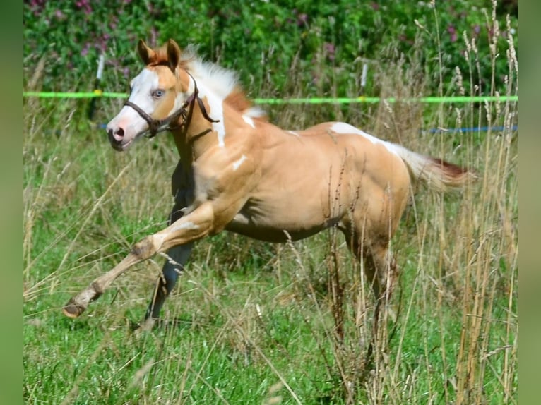 American Paint Horse Stallion 1 year 15.1 hh Pinto in Obertaufkirchen