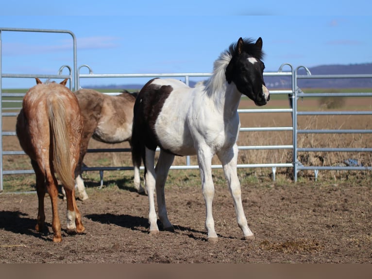 American Paint Horse Stallion 1 year 15.1 hh Tobiano-all-colors in FritzlarFritzlar