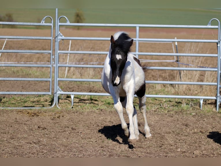 American Paint Horse Stallion 1 year 15.1 hh Tobiano-all-colors in FritzlarFritzlar