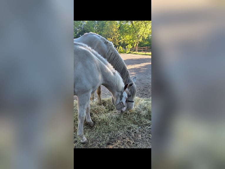 American Paint Horse Mix Stallion 1 year 15.1 hh White in Mönchengladbach