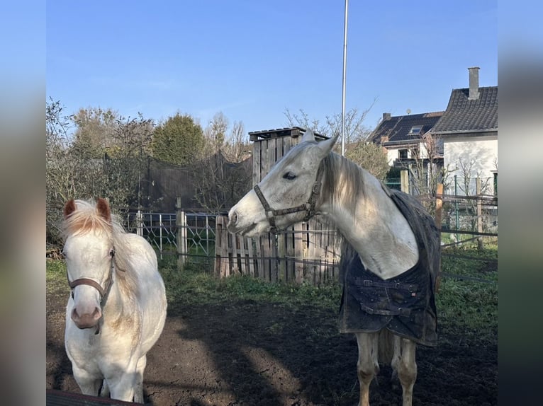 American Paint Horse Mix Stallion 1 year 15.1 hh White in Mönchengladbach