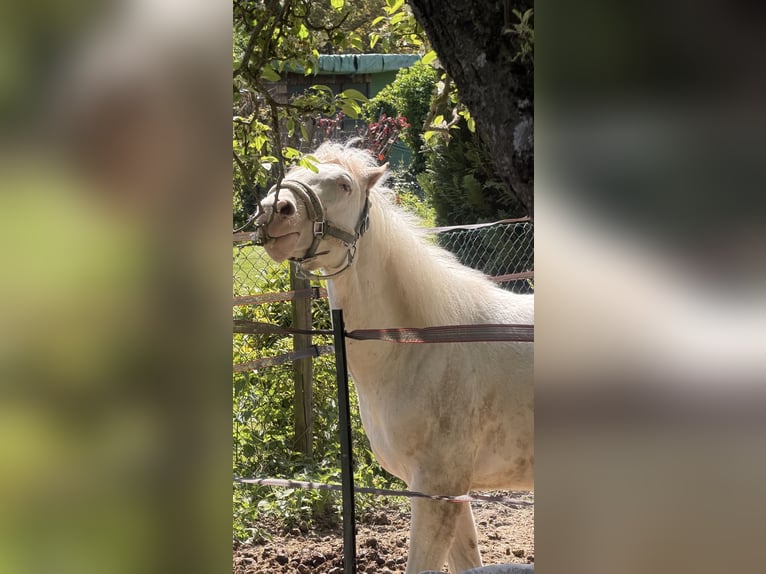 American Paint Horse Mix Stallion 1 year 15.1 hh White in Mönchengladbach
