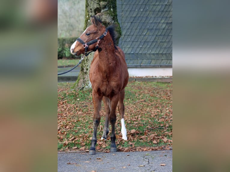 American Paint Horse Stallion 1 year 15 hh Brown in Hellenthal