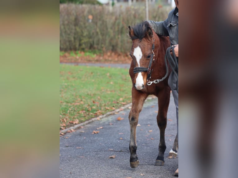 American Paint Horse Stallion 1 year 15 hh Brown in Hellenthal