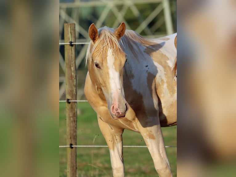 American Paint Horse Stallion 1 year 15 hh Champagne in Hellenthal