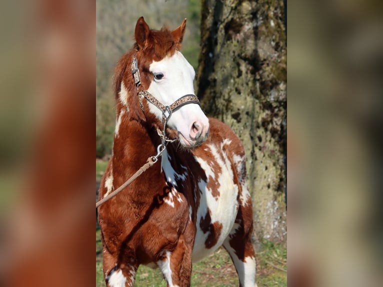 American Paint Horse Stallion 1 year 15 hh Overo-all-colors in Hellenthal