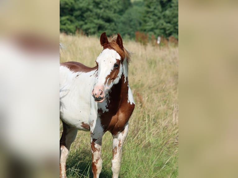 American Paint Horse Stallion 1 year 15 hh Overo-all-colors in Hellenthal
