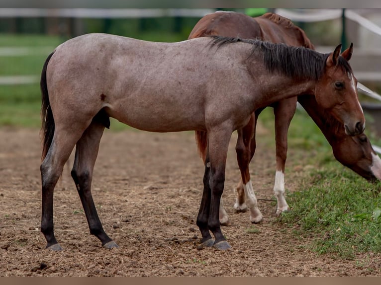 American Paint Horse Stallion 1 year 15 hh Roan-Bay in Duingen