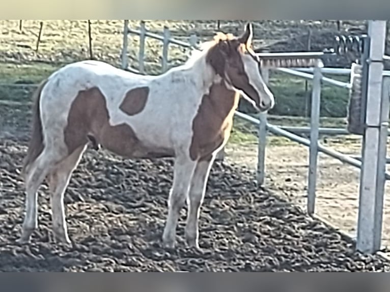 American Paint Horse Stallion 1 year 15 hh Tobiano-all-colors in Meyenburg
