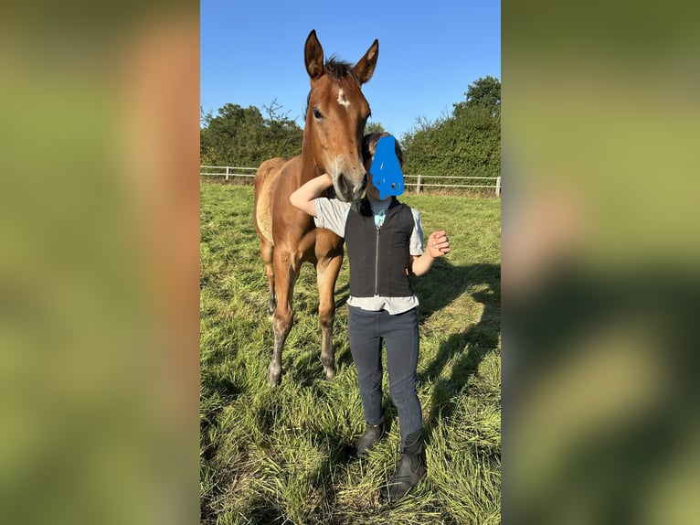 American Paint Horse Stallion 1 year 15,1 hh Brown in Ritterhude