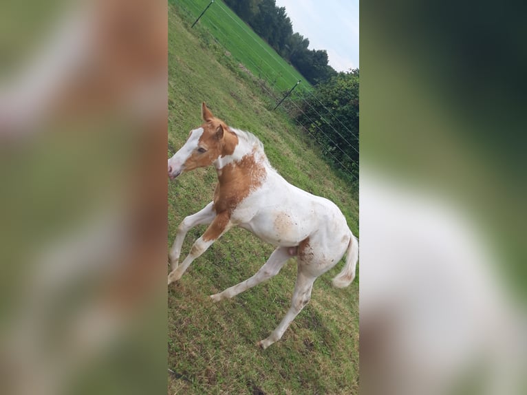 American Paint Horse Stallion 1 year 15,1 hh Champagne in Neuenhaus