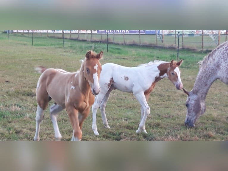 American Paint Horse Stallion 1 year 15,1 hh Champagne in Neuenhaus