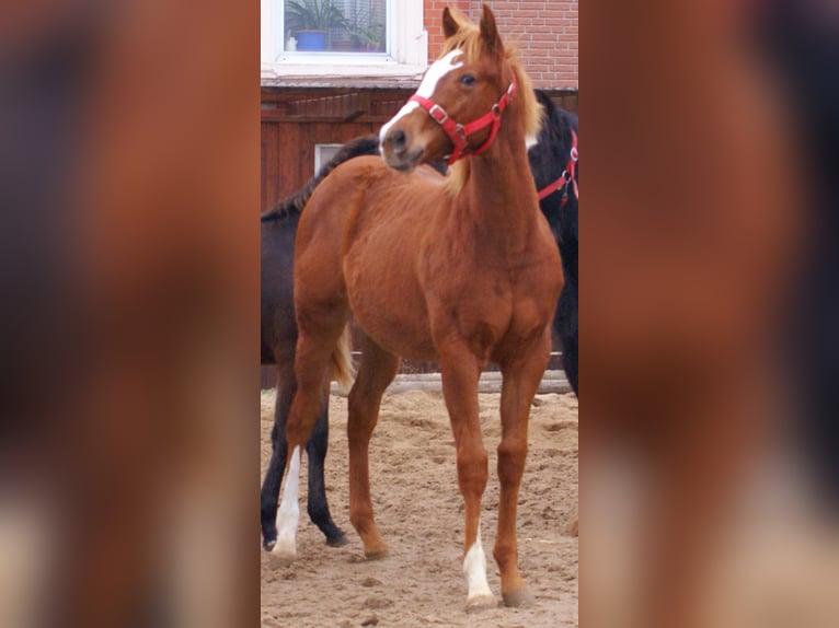 American Paint Horse Stallion 1 year 15,1 hh Chestnut-Red in Velpke