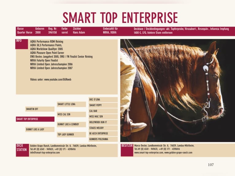 American Paint Horse Stallion 1 year 15,1 hh Chestnut in Landau