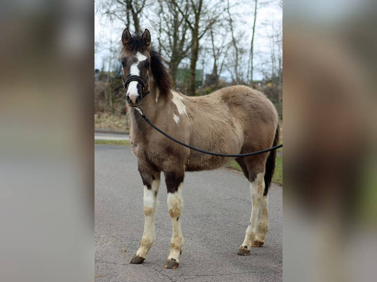 American Paint Horse Stallion 1 year 15,1 hh Grullo in Hellenthal