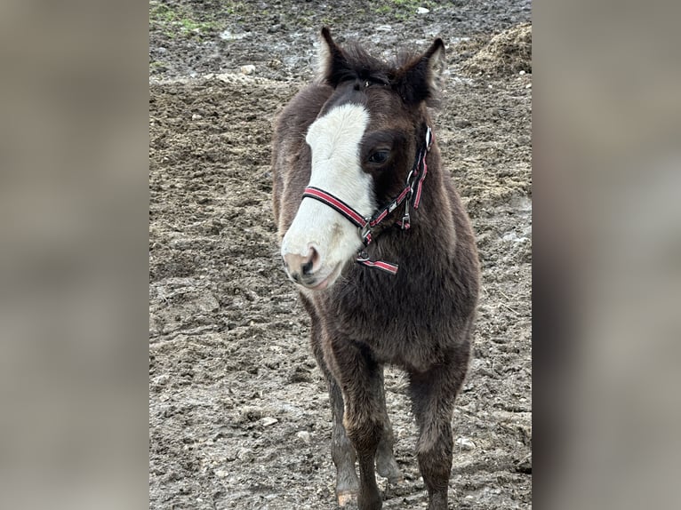 American Paint Horse Stallion 1 year 15,1 hh Overo-all-colors in Opi