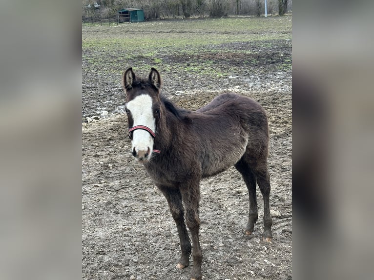 American Paint Horse Stallion 1 year 15,1 hh Overo-all-colors in Opi