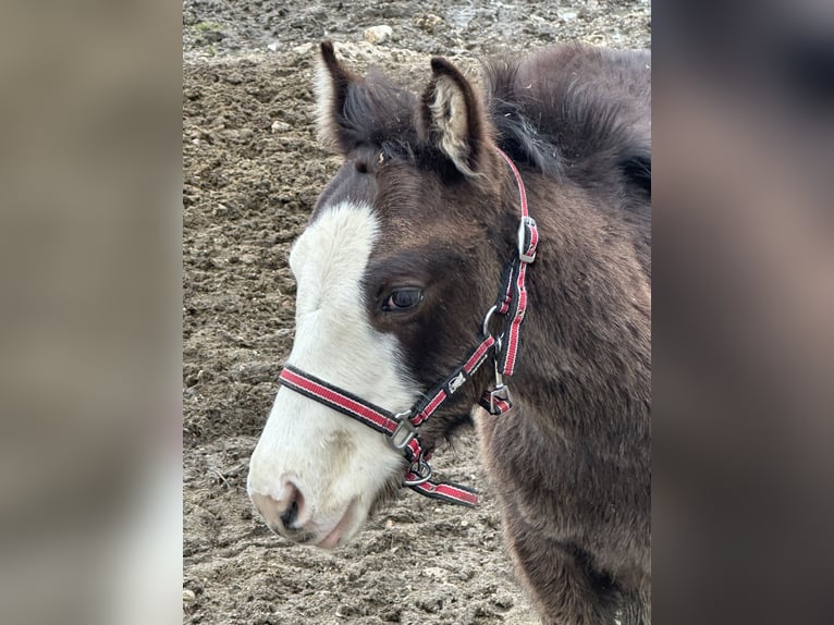 American Paint Horse Stallion 1 year 15,1 hh Overo-all-colors in Opi