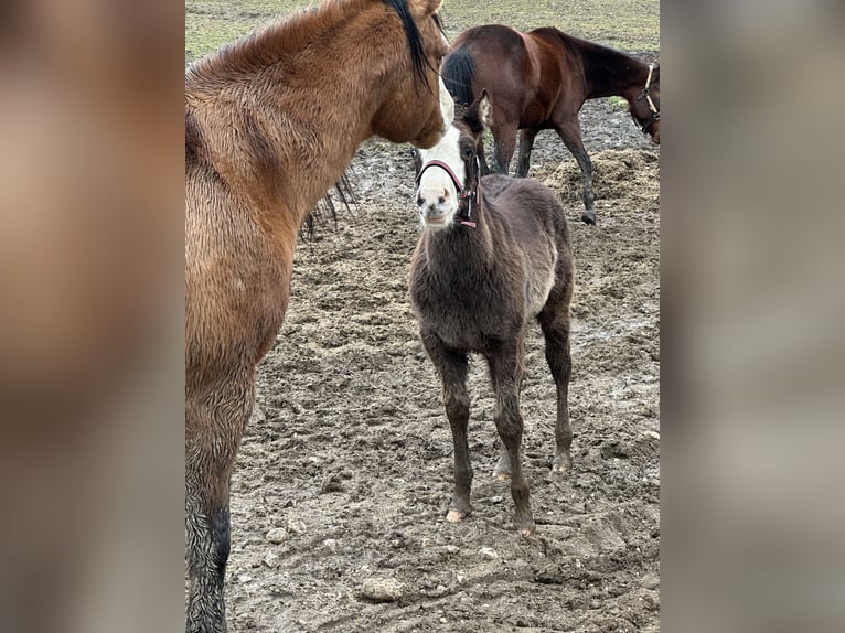 American Paint Horse Stallion 1 year 15,1 hh Overo-all-colors in Opi