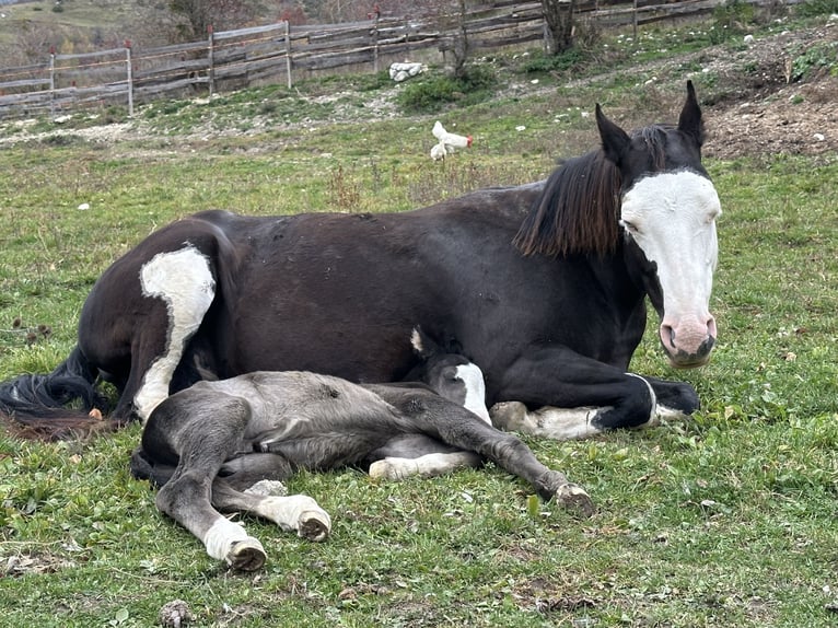 American Paint Horse Stallion 1 year 15,1 hh Overo-all-colors in Opi