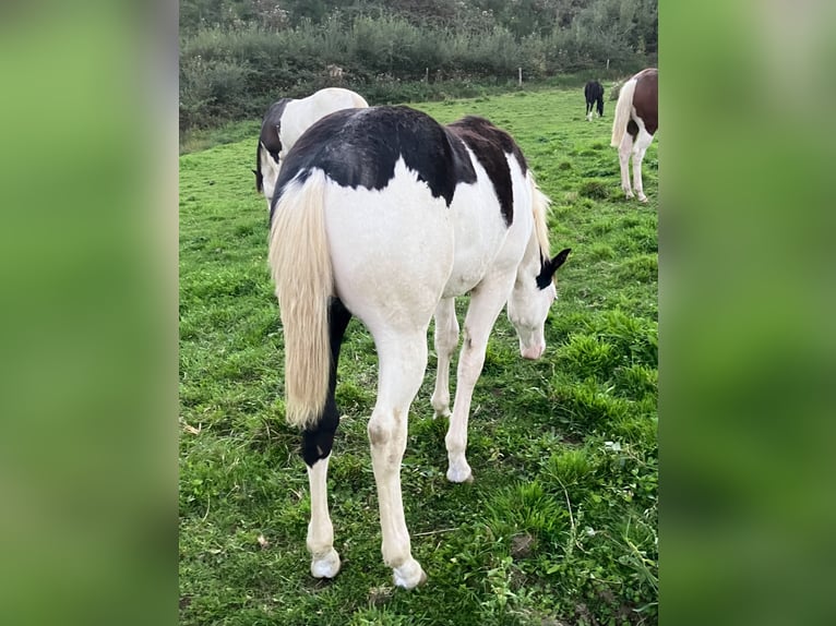 American Paint Horse Stallion 1 year 15,1 hh Overo-all-colors in Goulles