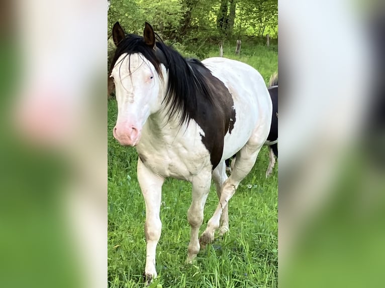 American Paint Horse Stallion 1 year 15,1 hh Overo-all-colors in Goulles