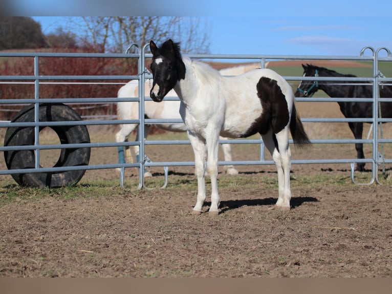 American Paint Horse Stallion 1 year 15,1 hh Tobiano-all-colors in FritzlarFritzlar